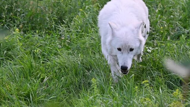 Slow tracking shot of a white wolf slowly hunting its prey