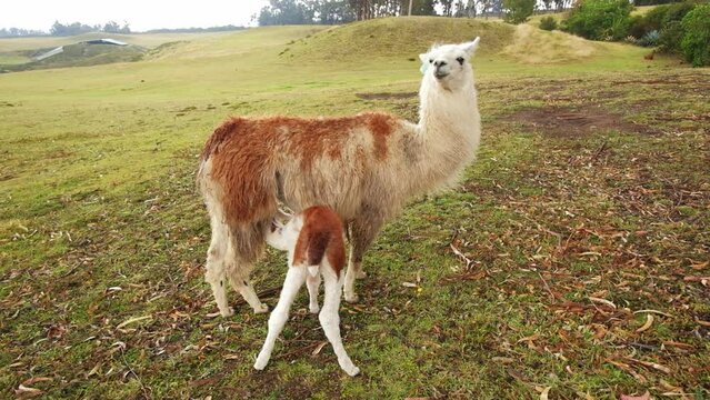 A baby llama drinking milk from its mother's udder in the countryside.