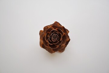 ヒマラヤ杉の実、シダーローズ