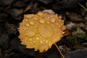 rain drops on colorful leaf in fall from rainy weather