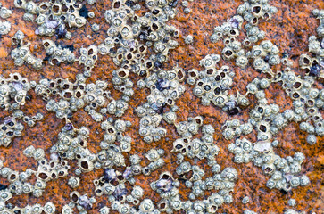 Nature texture background, Small seashell attached to the rock
