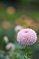 薄紫色のダリア一輪(1)