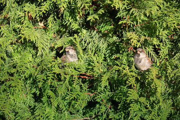 Two sparrows sit on thuja branches in the park in summer