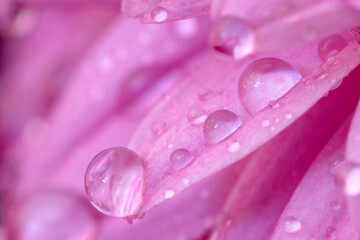 A close view of beautiful pink leaves with water drops.