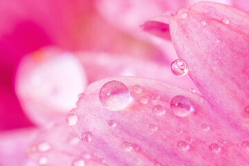 A close view of beautiful pink leaves with water drops.