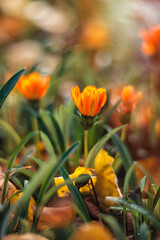 orange autumn flowers on a blurred background