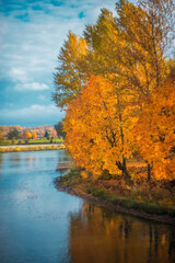 Obraz premium Colorful trees in autumn on the river bregueu against the blue sky. Autumn landscape