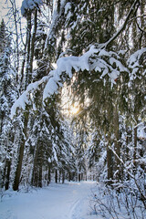 Beautiful winter forest after a heavy snowfall - 540880534