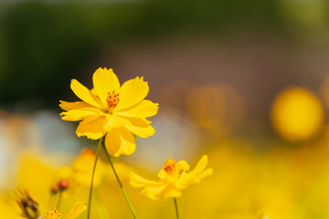 高崎鼻高展望の丘の菜の花畑