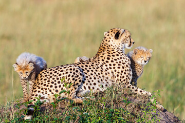 Newly awakened Cheetah cubs with their mother