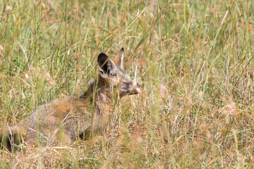 Bat-eared fox lying down on the grass savanna