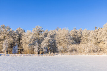 Snowy field by a frosty woodland a sunny cold winter day