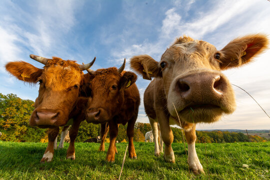 funny cute cow on a farm looking curious in camera