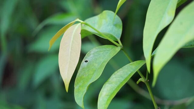 The leaves of gnetum gnemon (also called gnemon, melinjo, belinjo, kuliat, culiat, bago, bigo and padi oats, paddy oats) leaves with a natural background