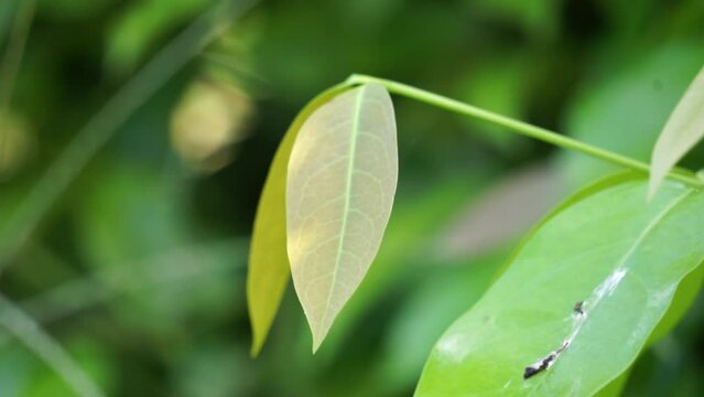 The leaves of gnetum gnemon (also called gnemon, melinjo, belinjo, kuliat, culiat, bago, bigo and padi oats, paddy oats) leaves with a natural background
