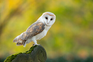 he barn owl (Tyto alba) is the most widely distributed species of owl in the world and one of the...