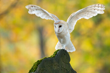 he barn owl (Tyto alba) is the most widely distributed species of owl in the world and one of the most widespread of all species of birds