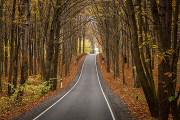 New asphalt road in colorful autumn forest. Selective focus.