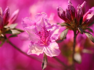 closeup of flower