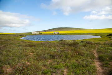 Landscape close to Darling with blue sky, green gras and a small pond in the Western Cape of South...