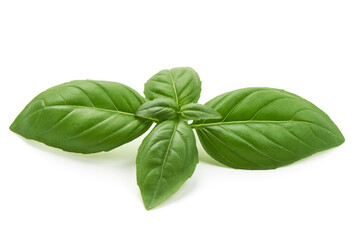 Fresh basil leaf isolated on white background, close up. Basil herb - obrazy, fototapety, plakaty