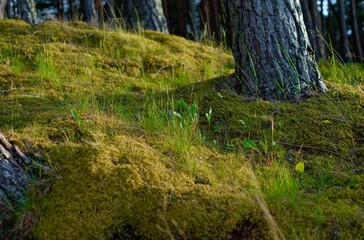 Closeup of growing grass surrounded by woods