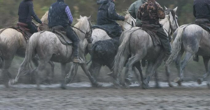 Camargue horses and bulls running in the marshland, Camargue, France
