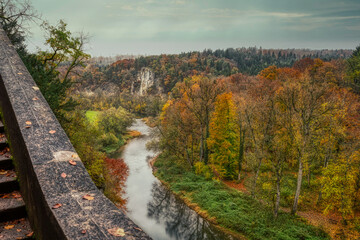 autumn in the forest