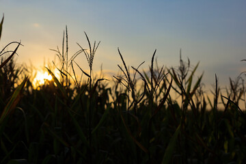 Silhouette of corn plants and evening light