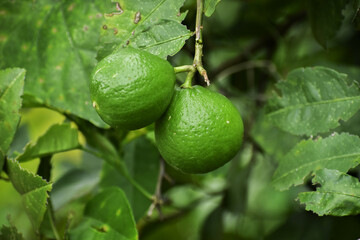 Close up of green lemons grow on the lemon tree in a garden background harvest citrus fruit