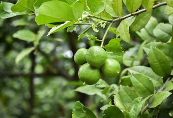 Close up of green lemons grow on the lemon tree in a garden background harvest citrus fruit