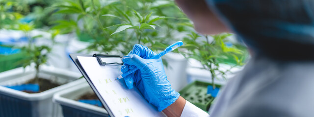 female scientist working for alternative plant medicals research ganja leaf of cannabis plant in...