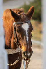 Portrait of a beautiful brown horse in nature