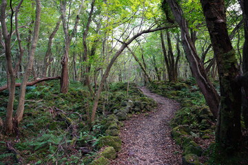 fine path with mossy rocks and old trees