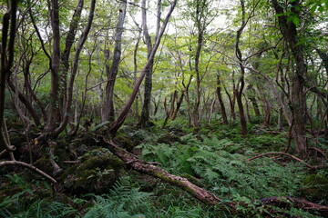 fallen trees in autumn forest
