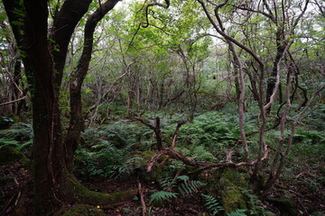 fallen trees in autumn forest
