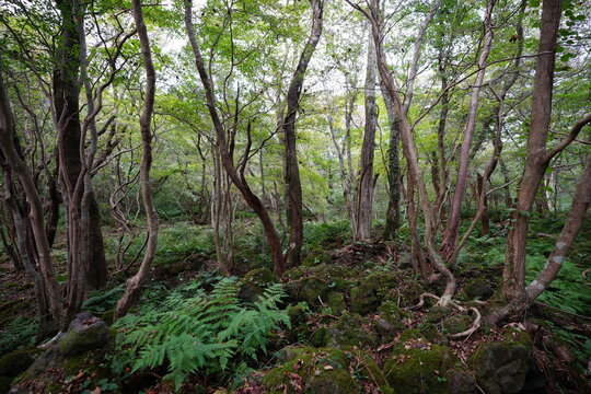 old trees in wild forest