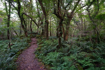 autumn path through dense fern