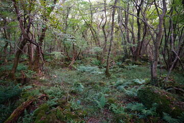 thick wild forest in autumn