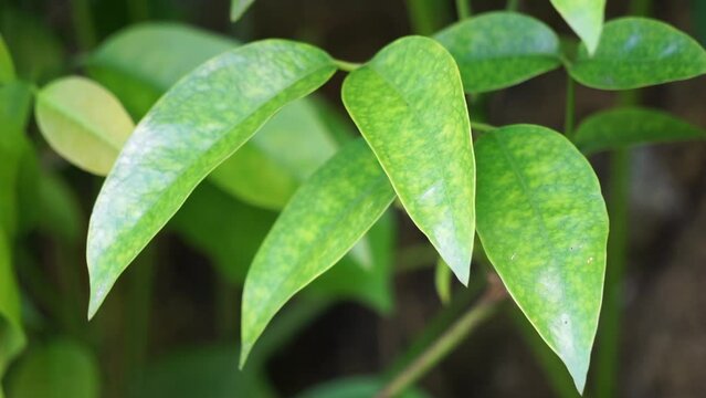 The leaves of gnetum gnemon (also called gnemon, melinjo, belinjo, kuliat, culiat, bago, bigo and padi oats, paddy oats) leaves with a natural background