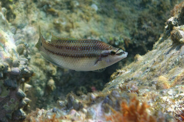 Peacock wrasse (Symphodus tinca)