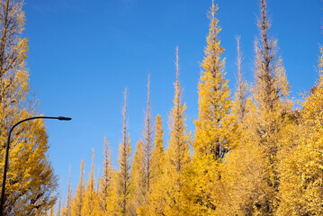 秋の銀杏並木と青空　コピースペース　Row of yellow ginkgo trees in autumn against blue sky