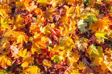 Background of fallen autumn maple leaves