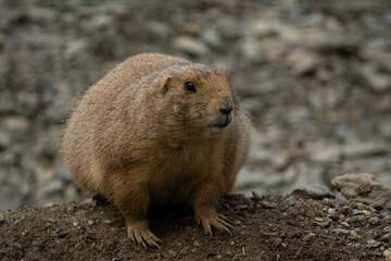 cute prairie dog curious watching