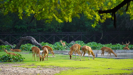 deer eating grass together in herd