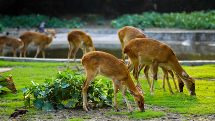 deer eating grass together in herd