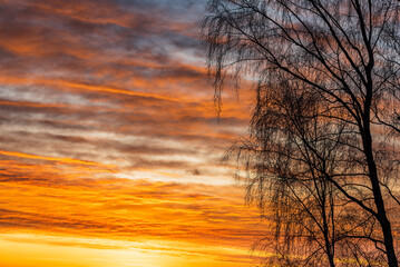 Silhouette of tree at sunrise