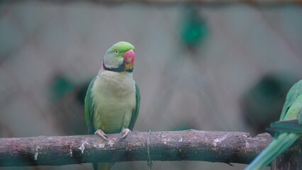 Concept Image of Parrot Select Focus