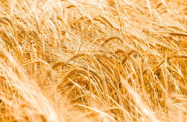 Ripening rye ears growing in the field. Golden rye in the noon time. Abstract background of rye...