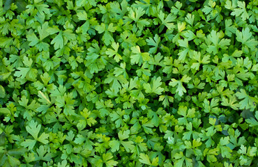 Fototapeta na wymiar green background, top view of young parsley shoots, organic farming. first early seedlings of fresh greenery in spring, green leaves